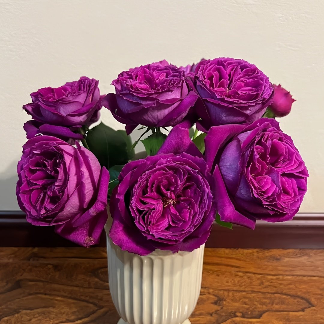 Yu Ji Rose Plant｜虞姬 image 8