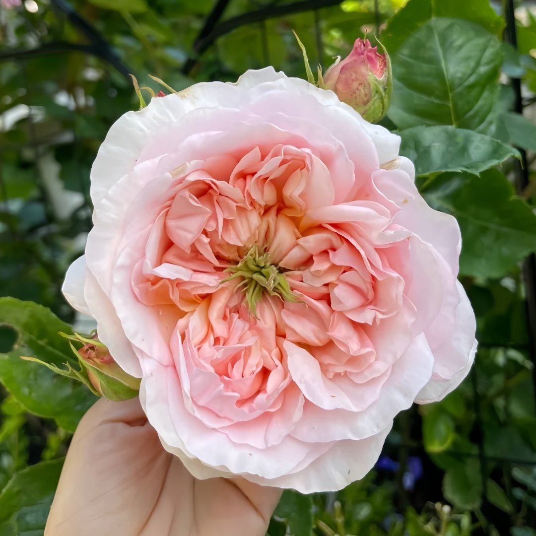 Evelyn Rose Plant｜伊芙琳 image 0