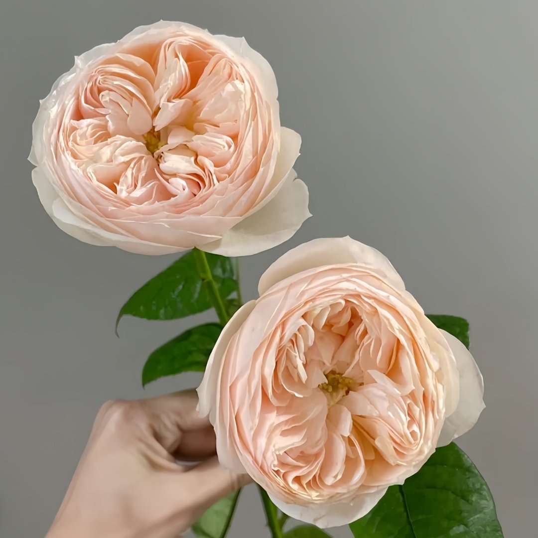 Emma woodhouse Rose Plant｜艾玛伍德度假屋 image 7