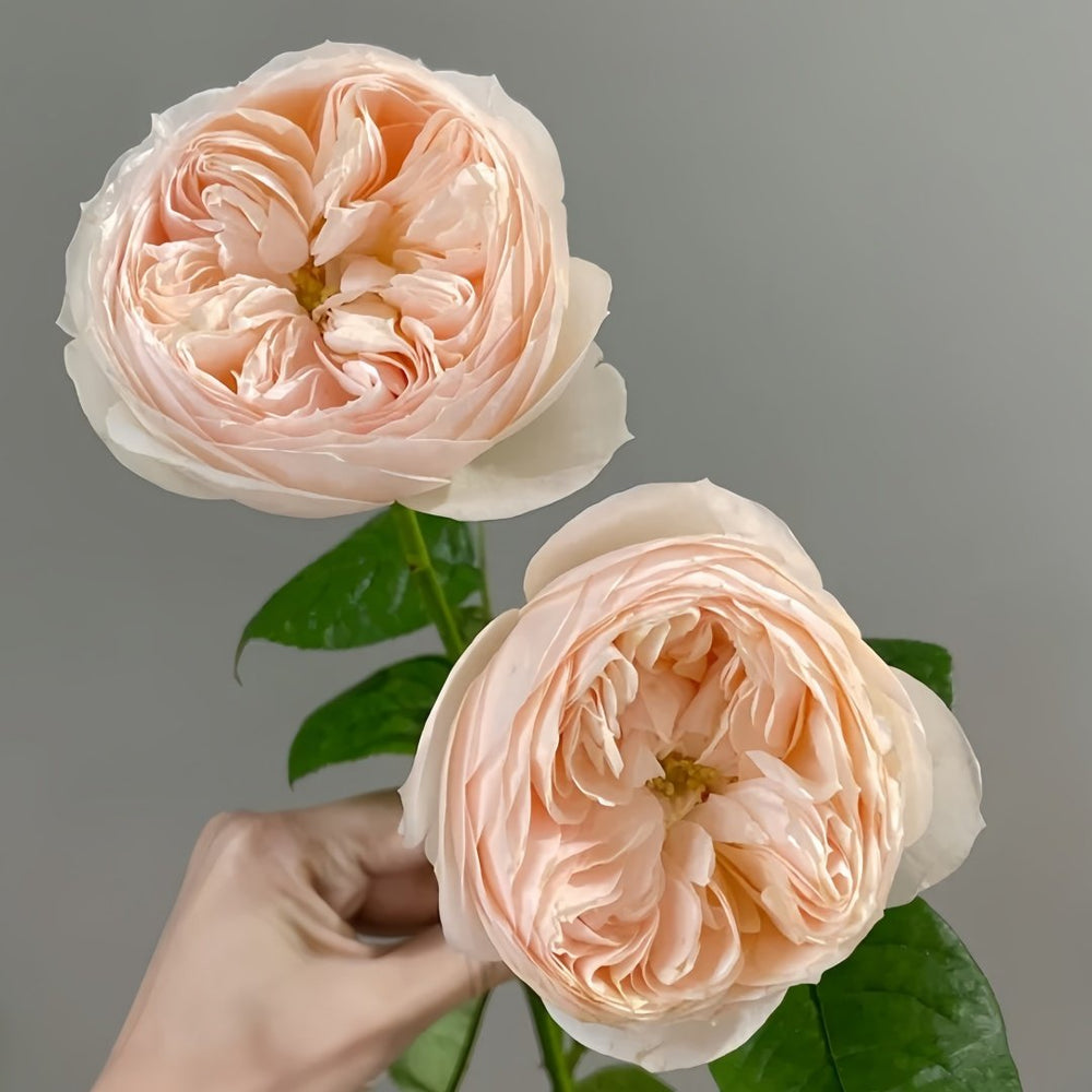 Emma woodhouse Rose Plant｜艾玛伍德度假屋 image 7