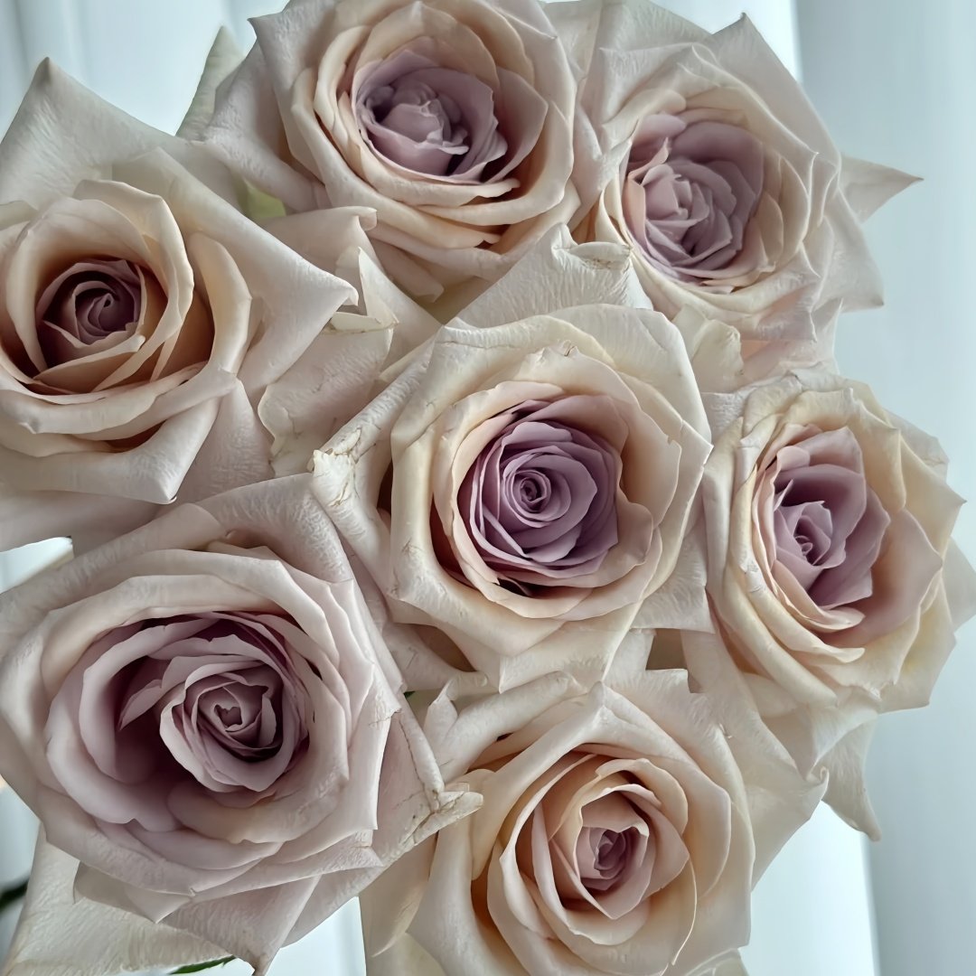 Brut Rose Plant｜布鲁特 image 6