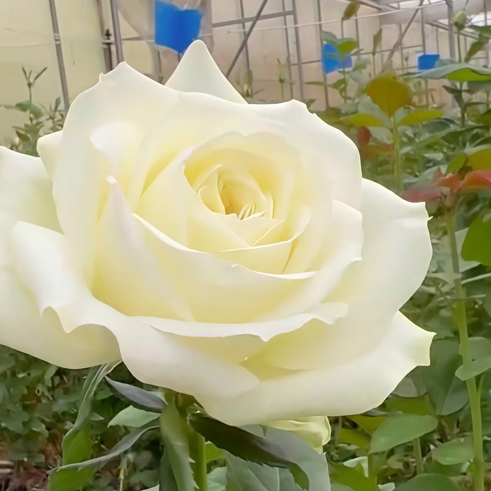 Blanche Elegance Rose Plant|白荣耀 image 8