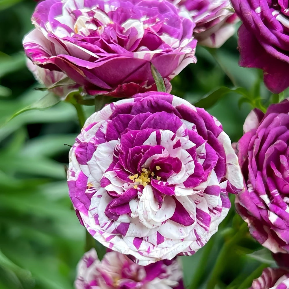 Scented Jewel Rose Plant|芬芳宝石 image 5