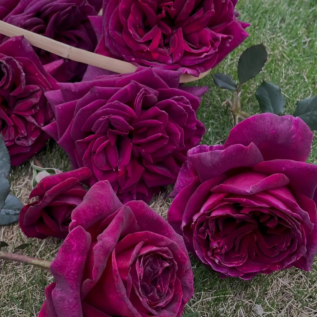 Black Perfumella Rose|暗香 image 8
