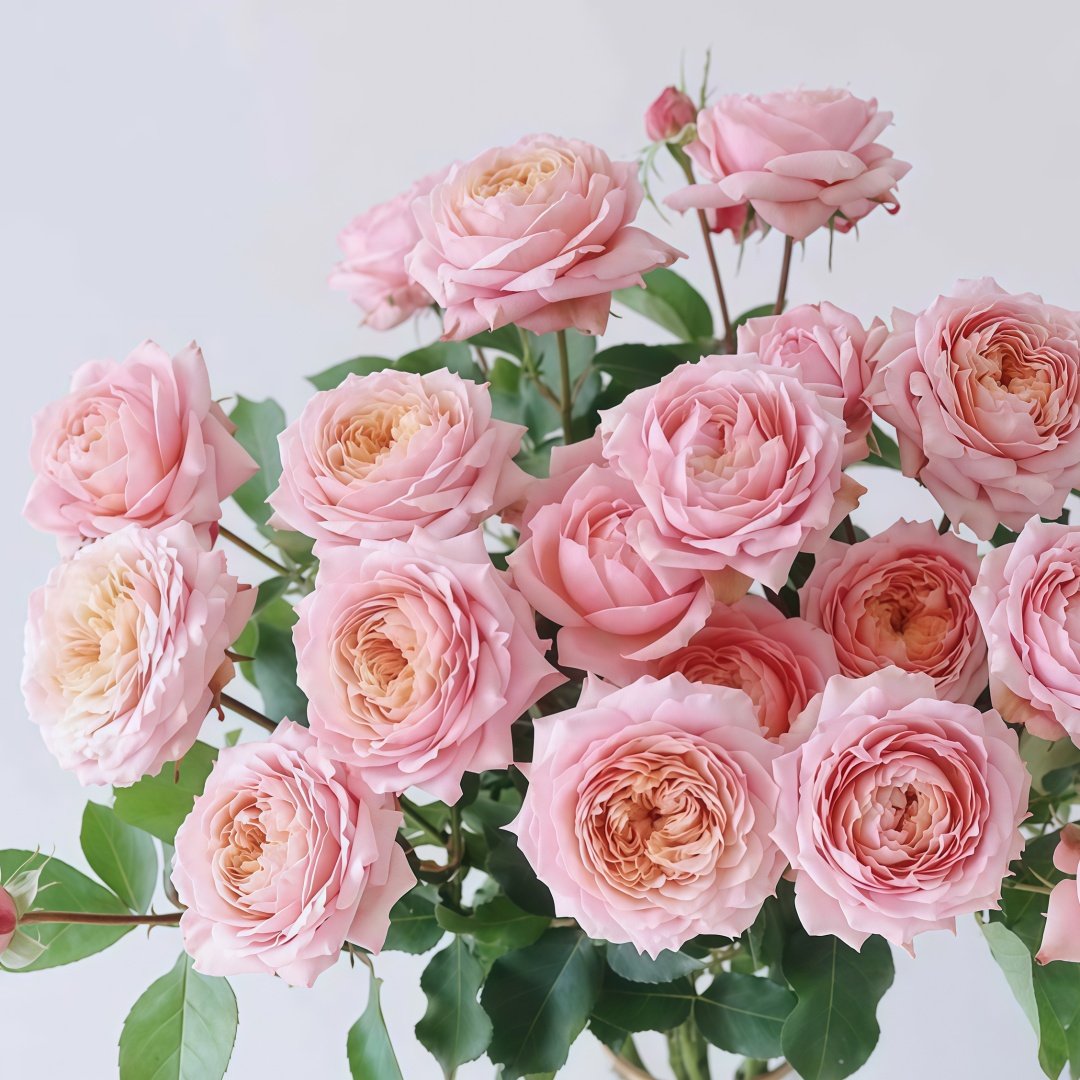 Julietta Rose Plant|朱莉叶塔 image 7