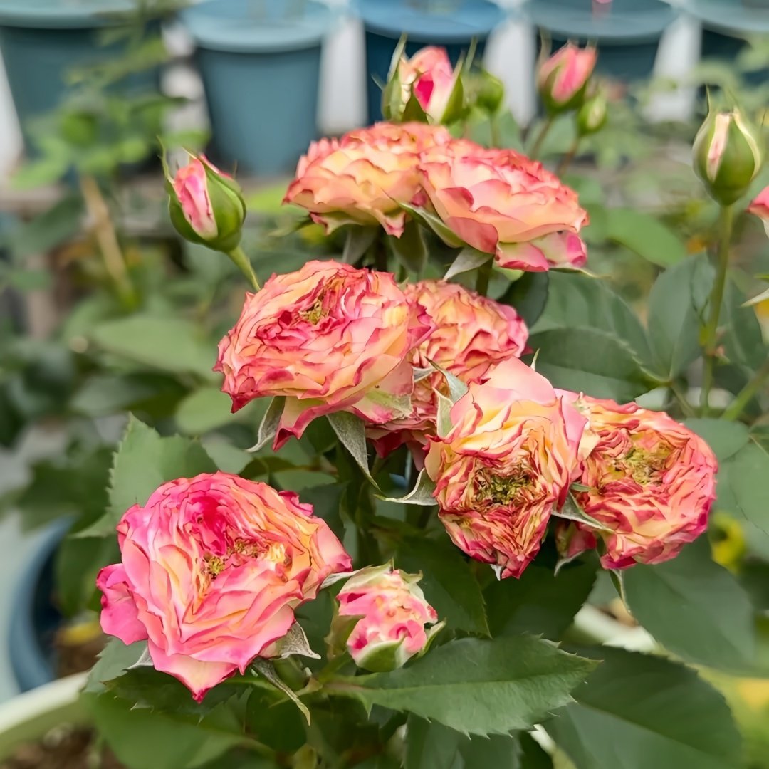 Absurda Rose Plant｜阿巴苏达/荒谬 image 5