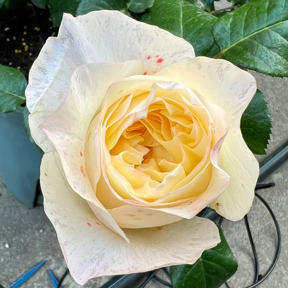 Souffle Rose Plant｜舒芙蕾 image 4