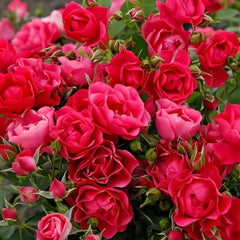 Pink Forest Rose Plant｜粉红森林 image 3