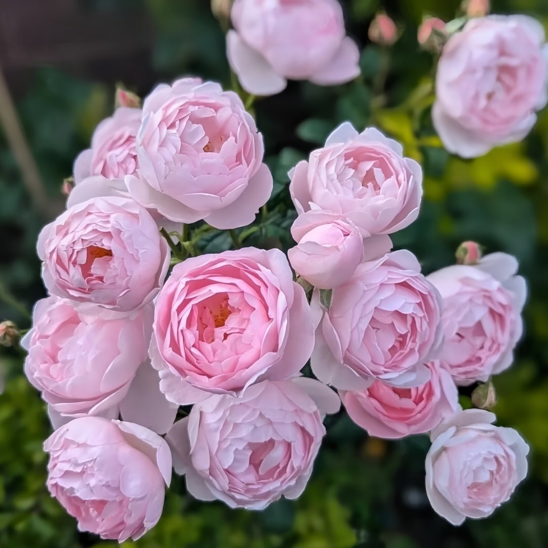 Scepter’d Isle Rose Plant｜权杖岛玫瑰 image 9