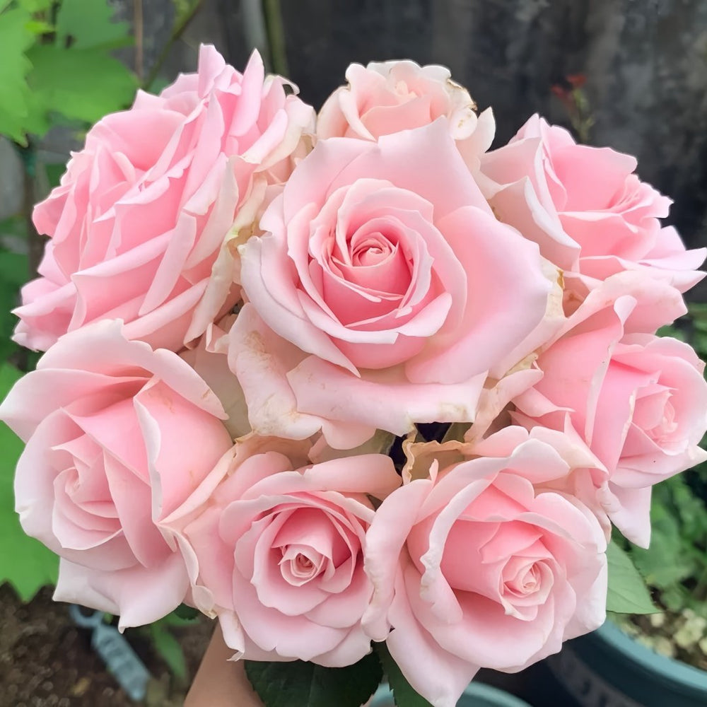 Pink Avalanche Rose Plant|粉红雪山 image 1