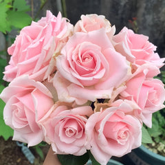 Pink Avalanche Rose Plant|粉红雪山 image 1