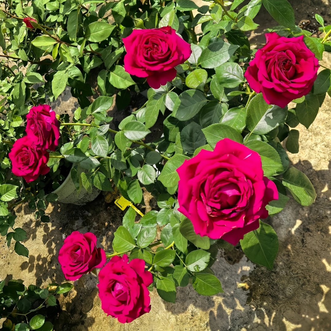 Belles Rives Rose Plant｜美人丽芙 image 7