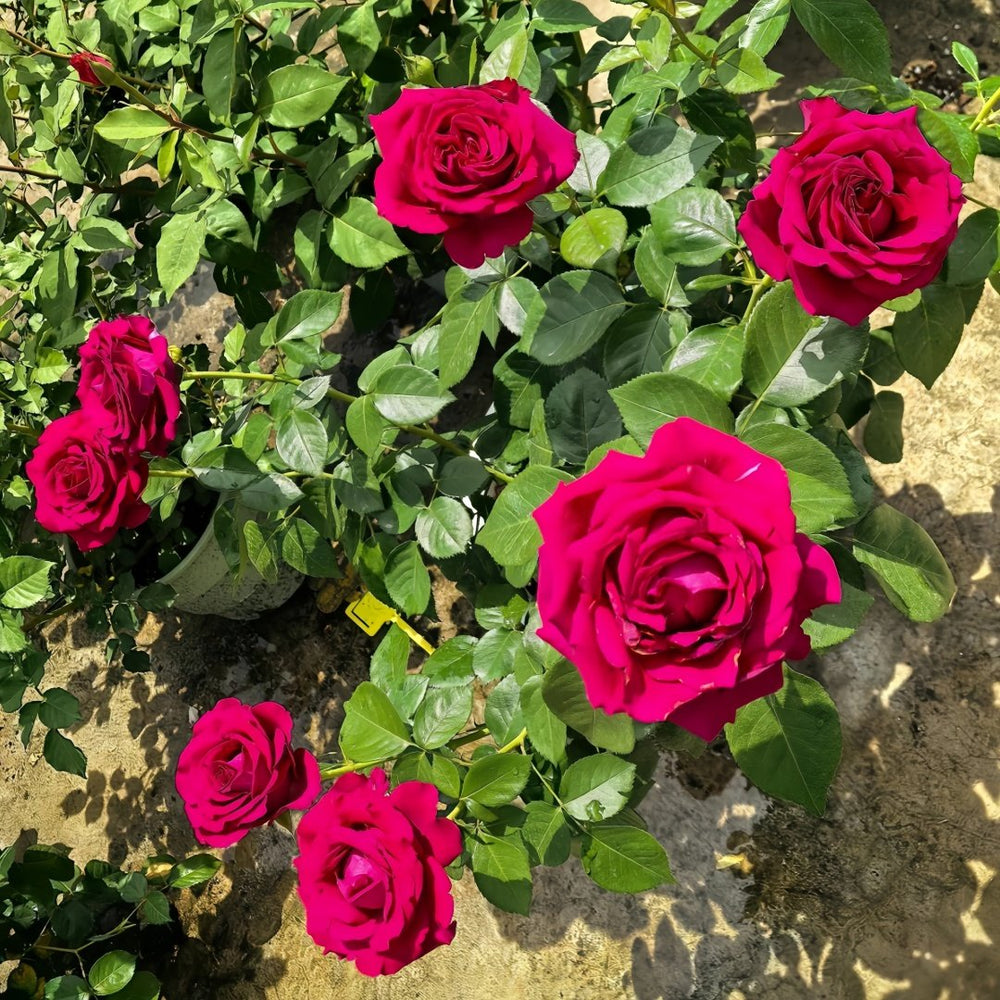 Belles Rives Rose Plant｜美人丽芙 image 7