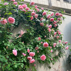 Dames de Chenonceau Rose Plant|舍农索城堡的女人 image 3