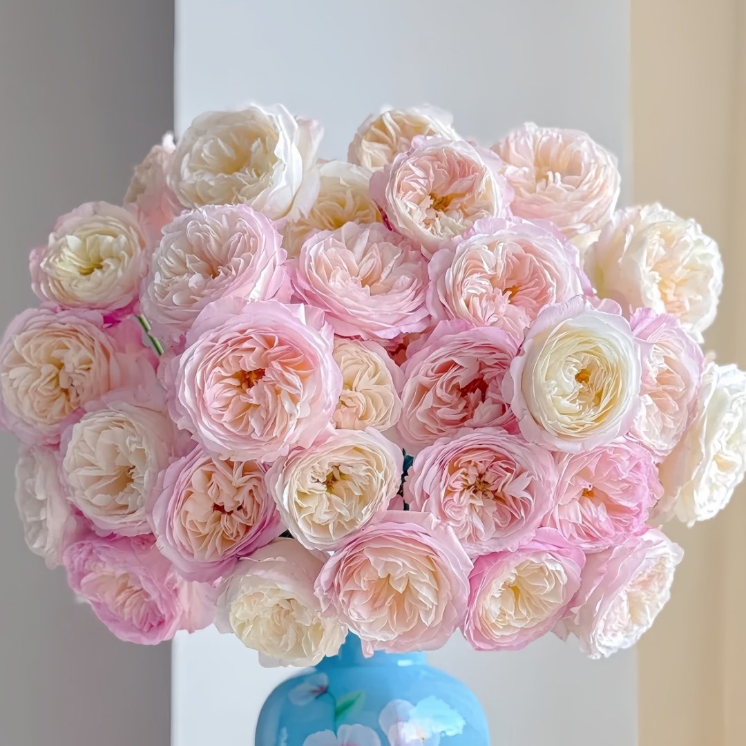 Keira Rose Plant|凯拉玫瑰 image 8