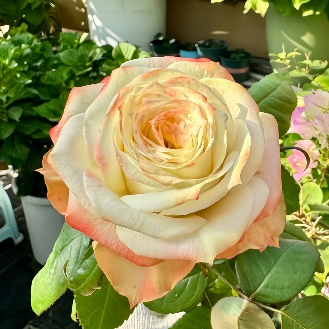 Avatar rose plant|阿凡达 image 3