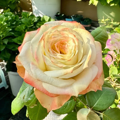 Avatar rose plant|阿凡达 image 3