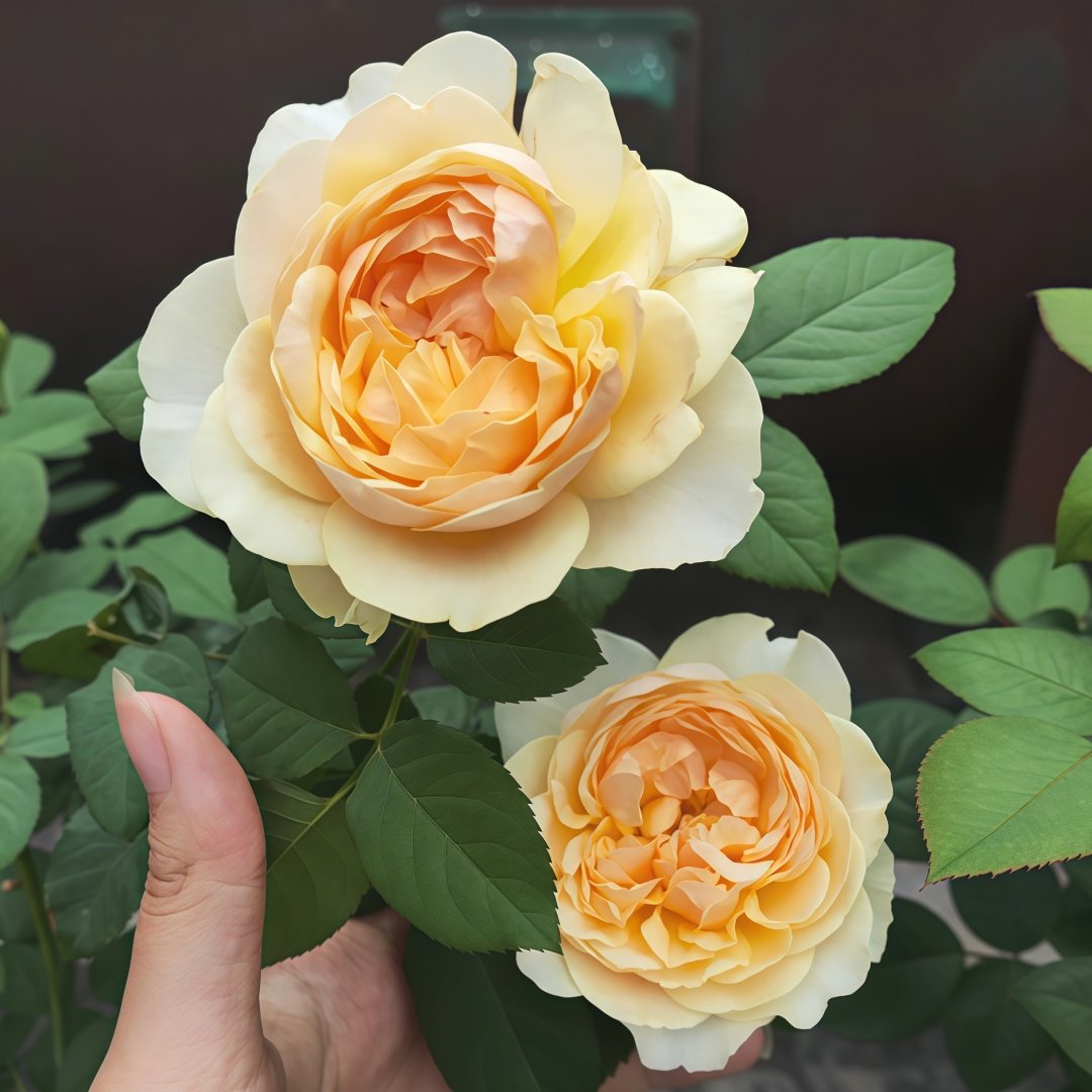 Apricot Cooler Rose Plant｜杏仁露 image 5
