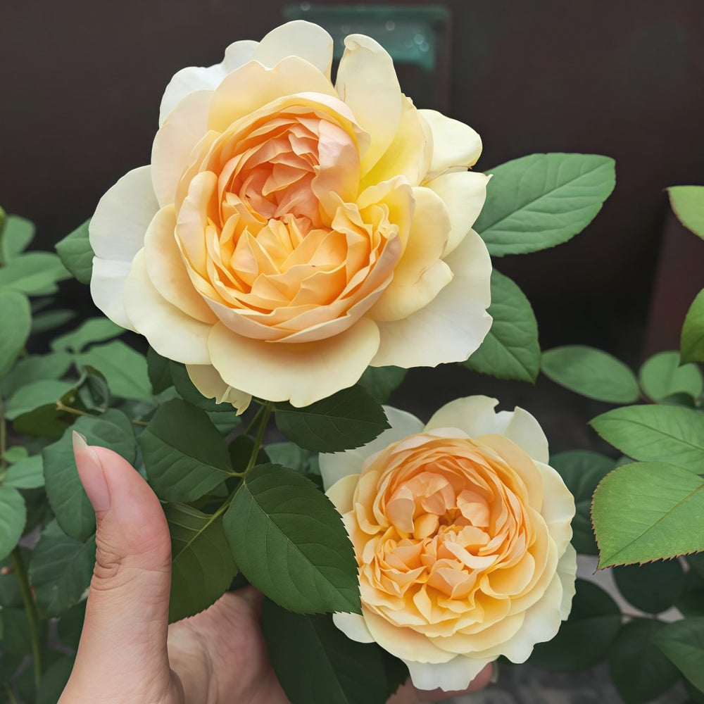 Apricot Cooler Rose Plant｜杏仁露 image 5