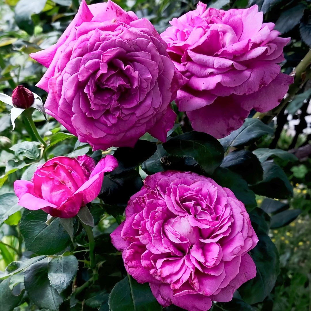 Claude Brasseur Rose Plant｜克劳德布拉瑟 image 9