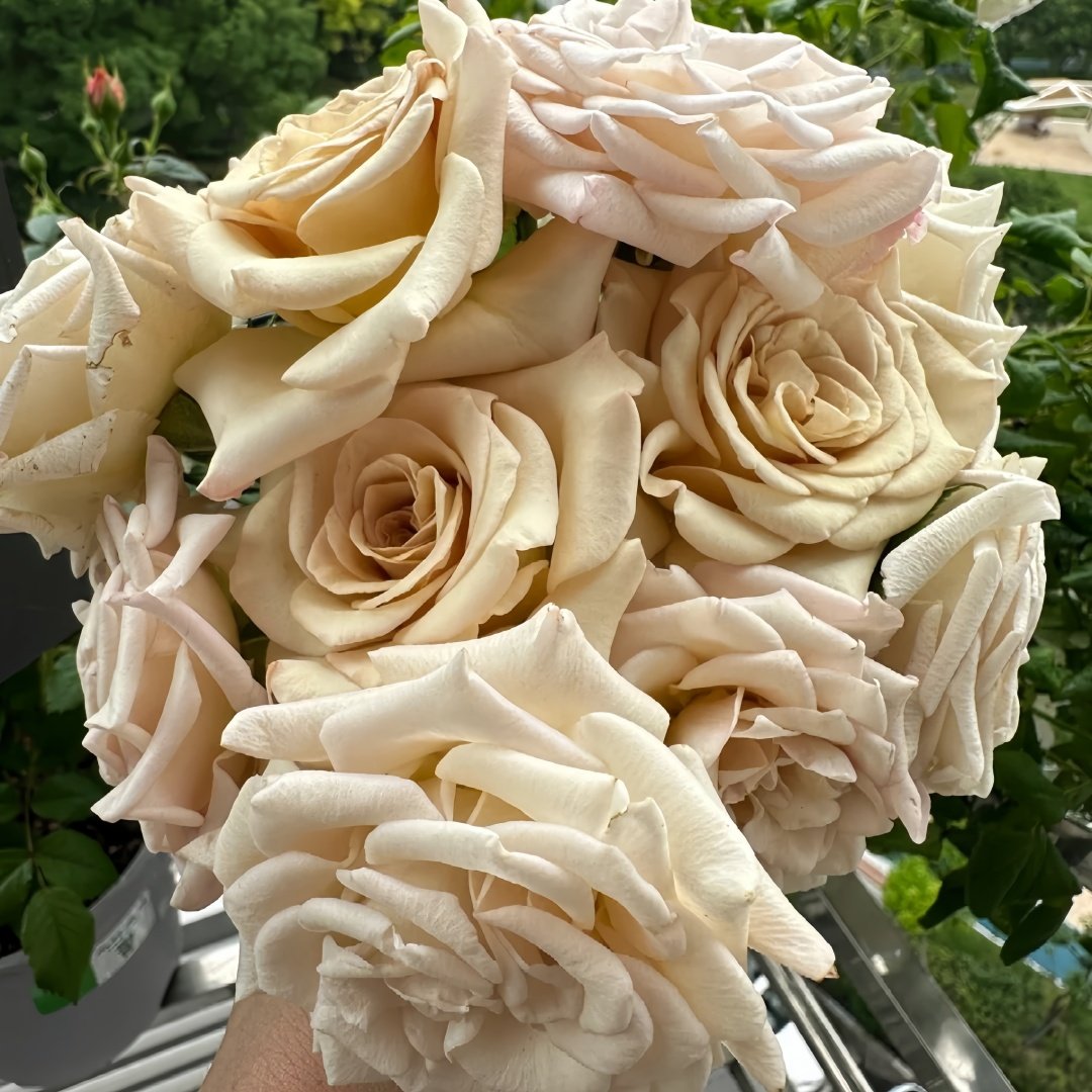 Ailes Rose Plant|翅膀/翼天使/第九天使 image 8