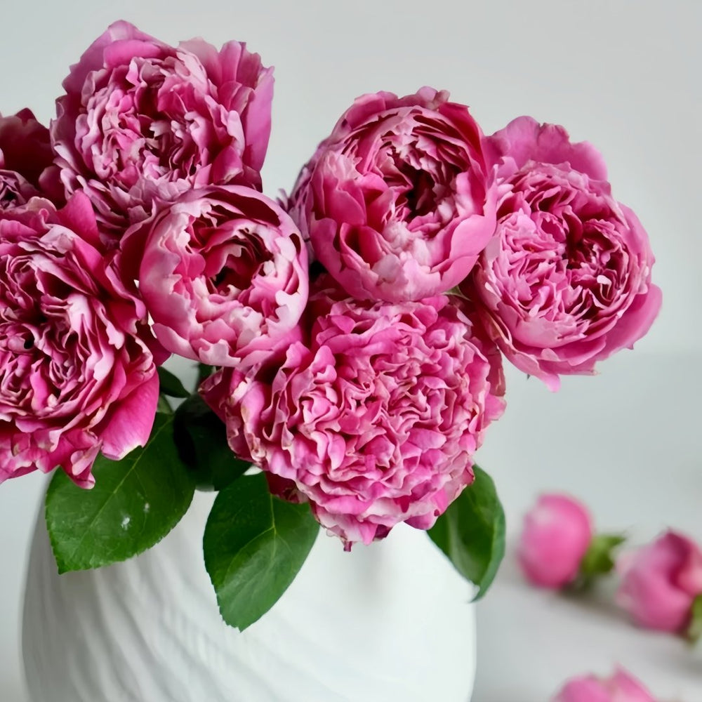 Purple Mist Rose Plant｜紫雾凝霜 image 5