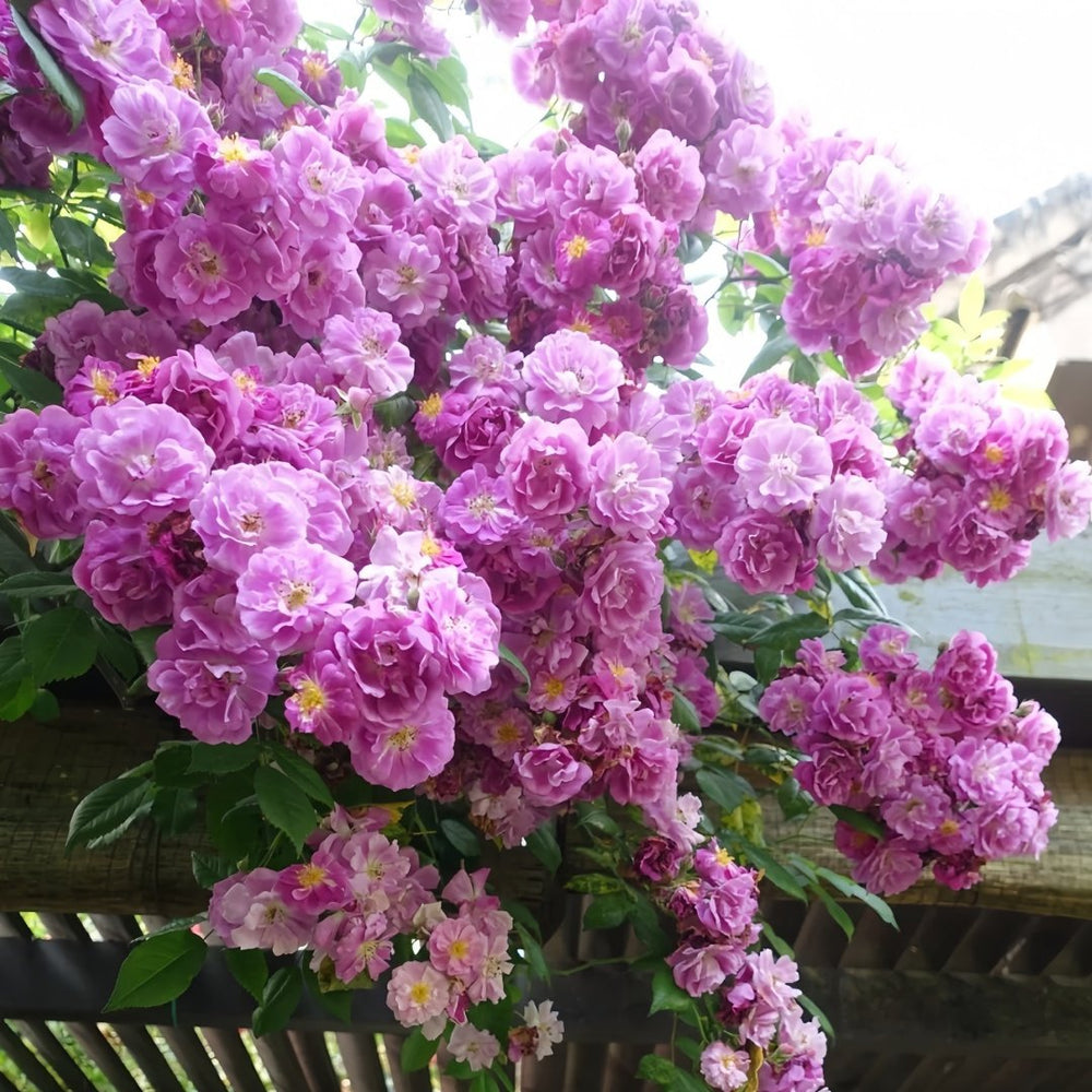 Purple Skyliner Rose Plant｜紫色客机 image 0