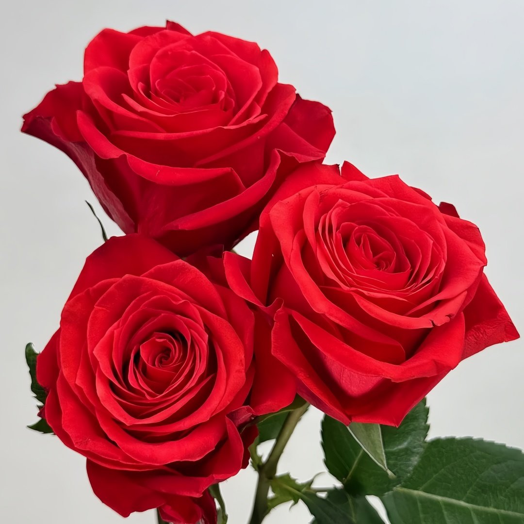 New Face Rose Plant|新面孔 image 6