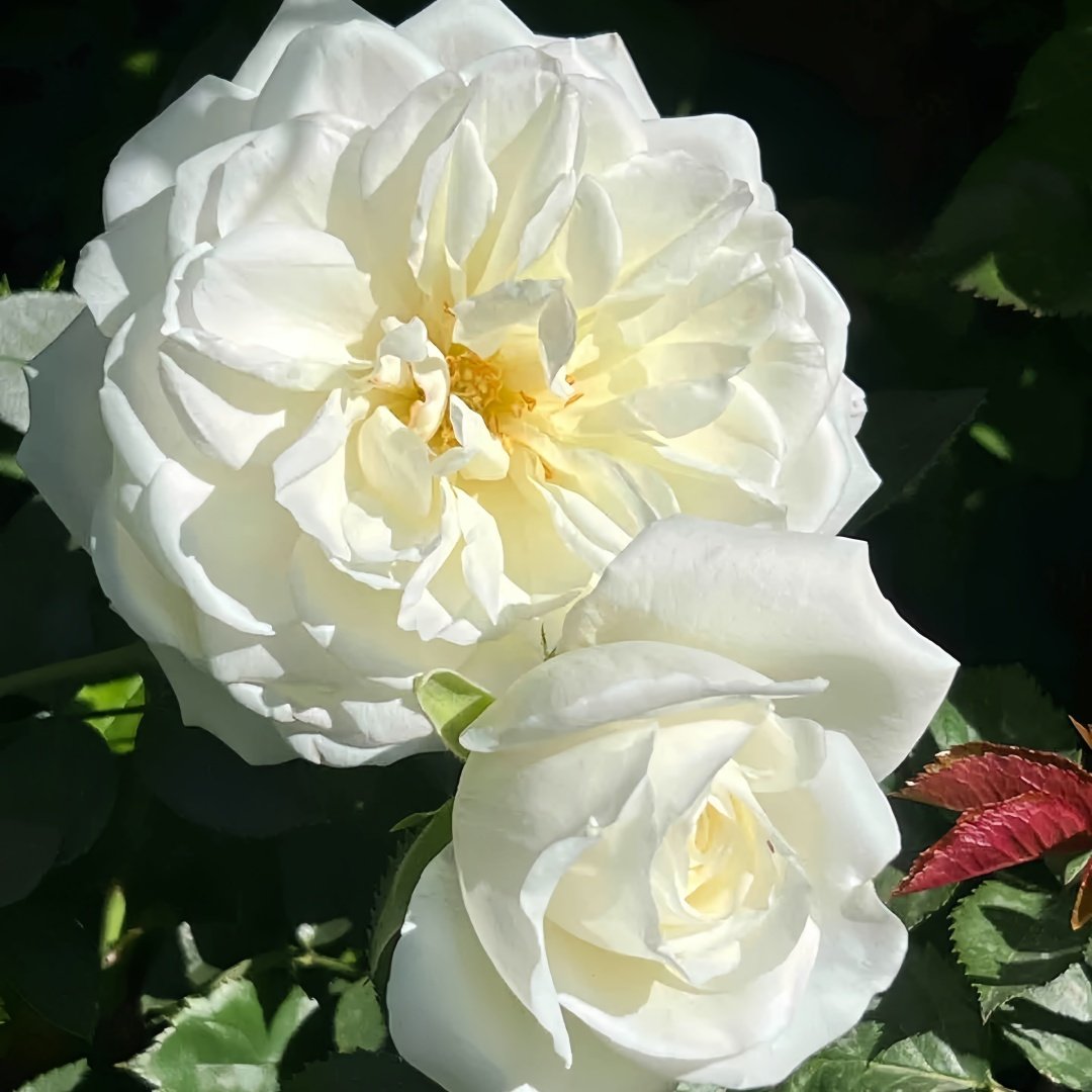 Iceberg Climbing Rose Plant｜藤冰山 image 2