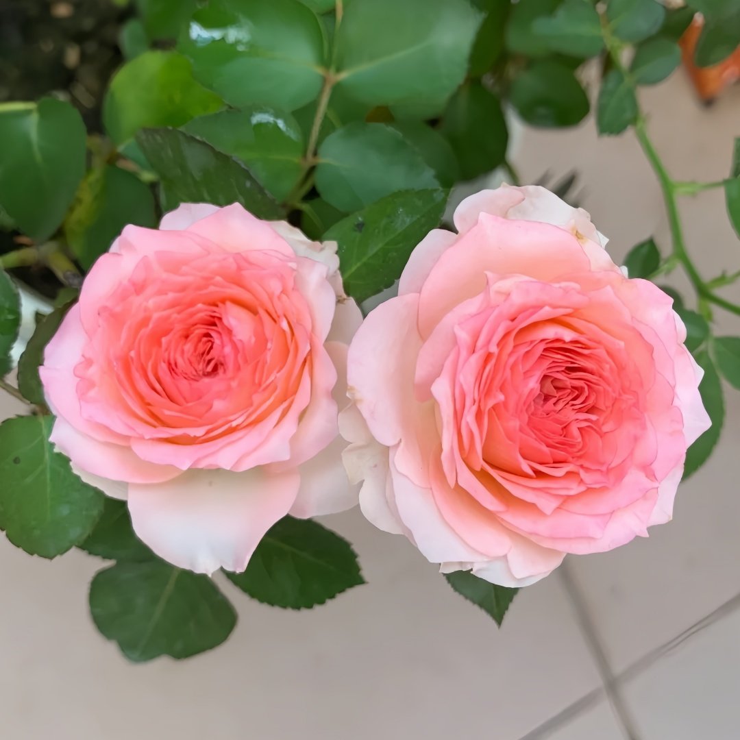 Mayra's Rose Fantasy Rose Plant｜梦幻梅拉 image 2