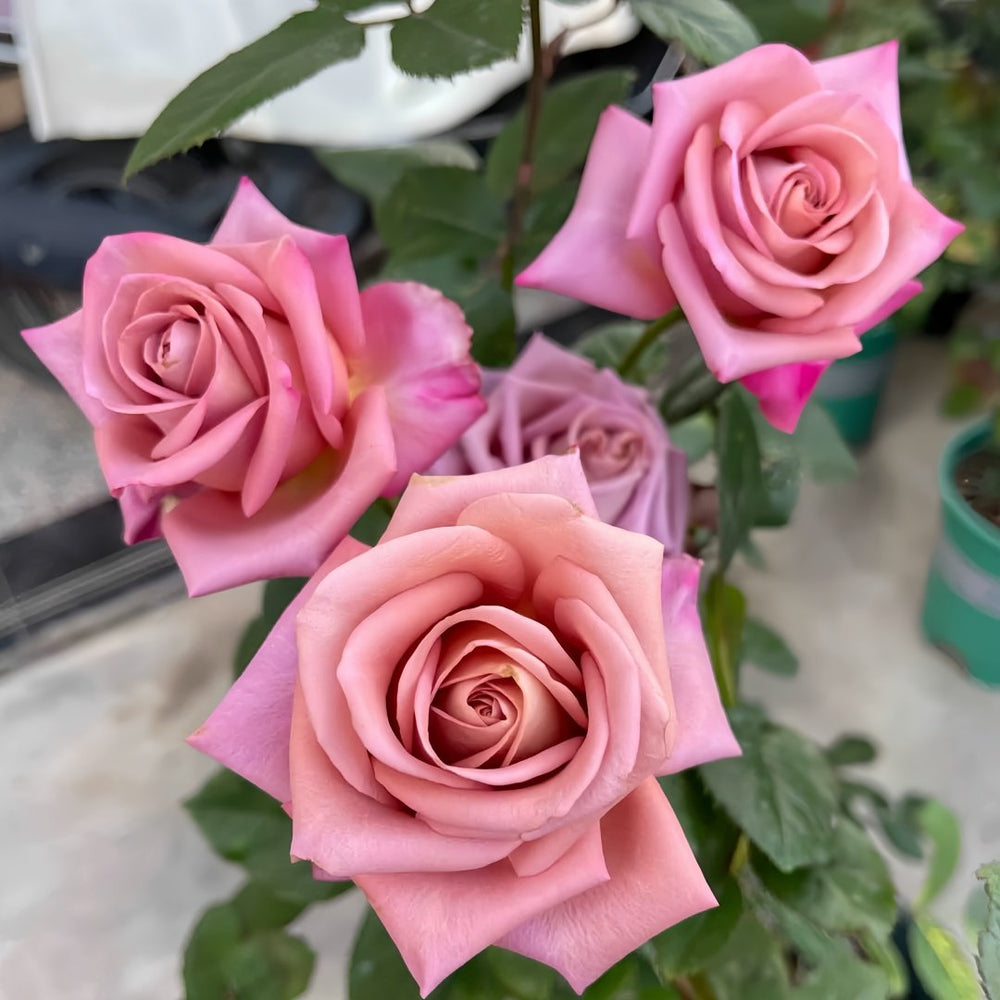 Barista Rose Plant｜咖啡师 image 4