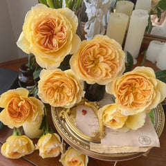 Tsukitohana Rose Plant|花月/月亮之花 image 2