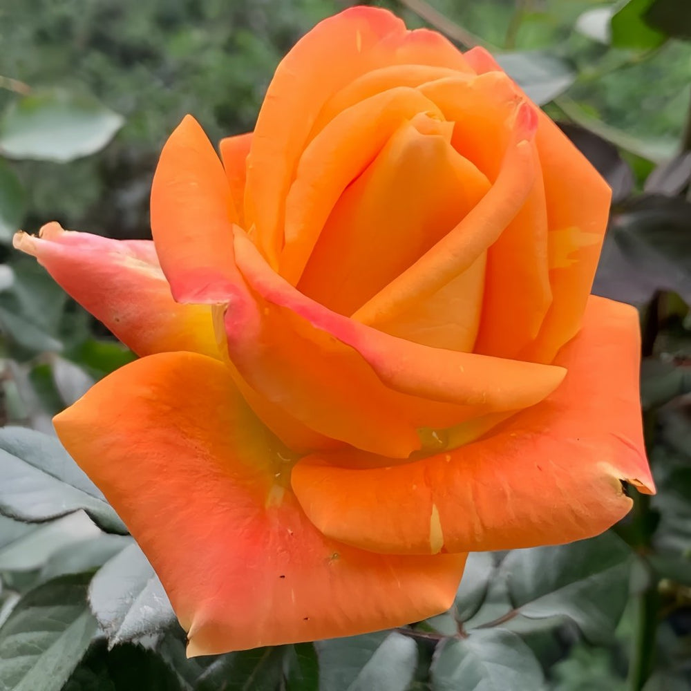 Voodoo Rose Plant｜巫术 image 4