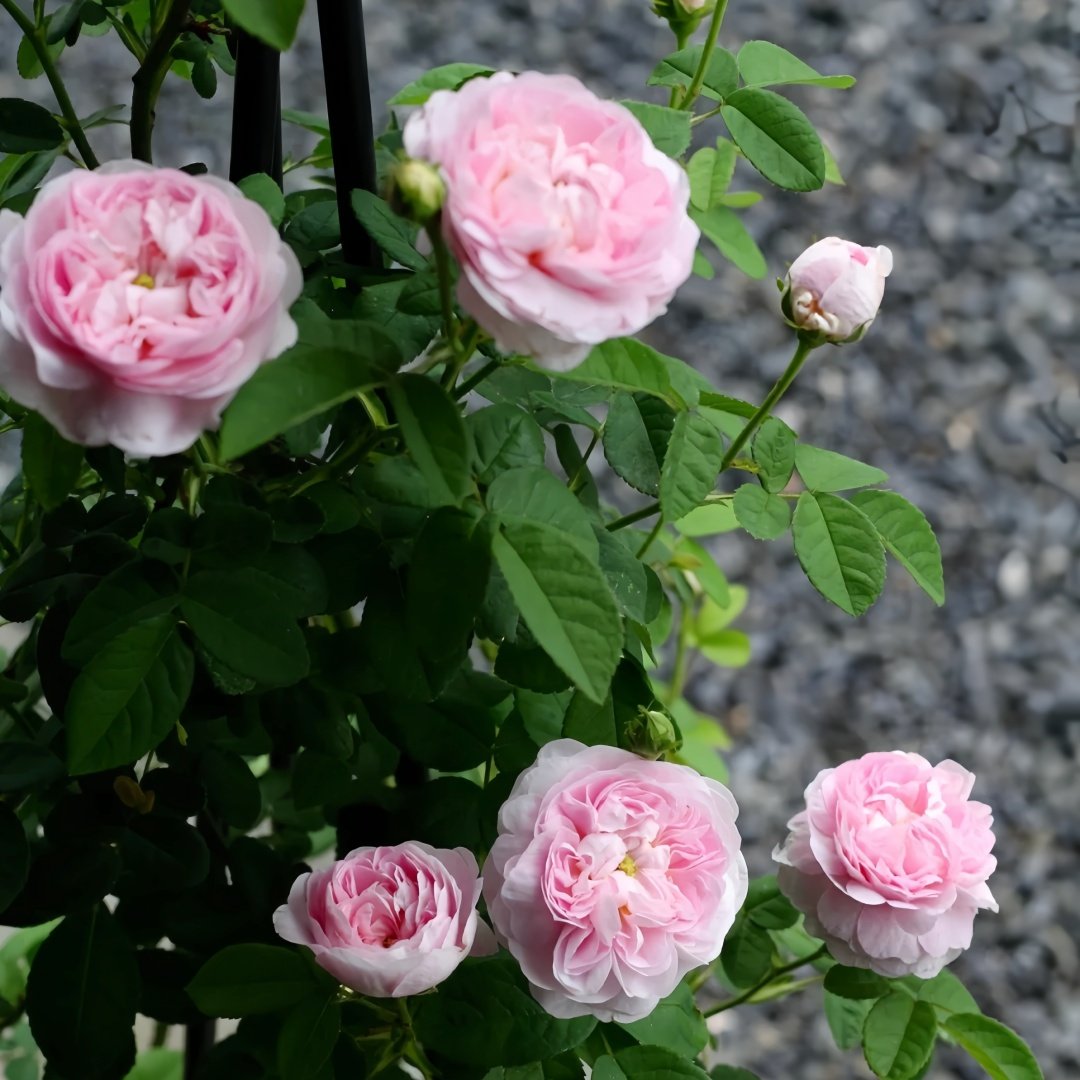 Duchesse de Montebello Rose Plant｜公爵夫人蒙特贝罗 image 8