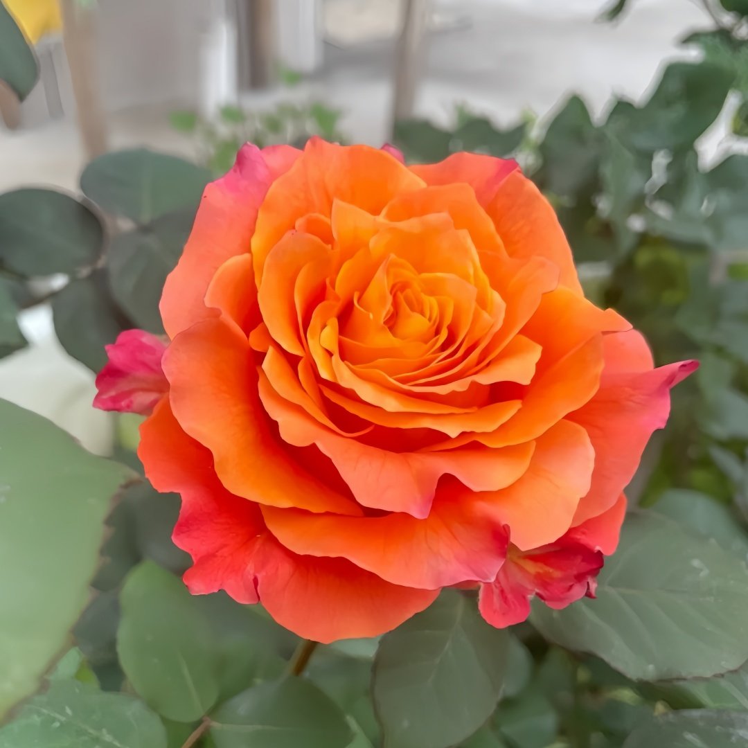 Free Spirit Rose Plant | 火灵鸟 image 6
