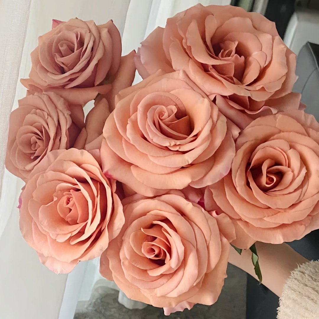 RP Moab Rose Plant | 莫泊 image 0