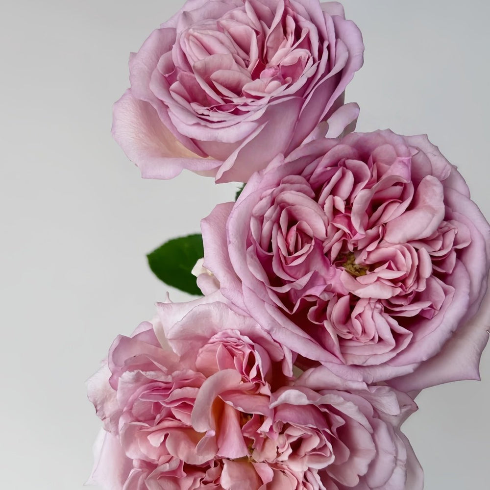 Chocolate Romantica Rose Plant｜浪漫巧克力 image 6