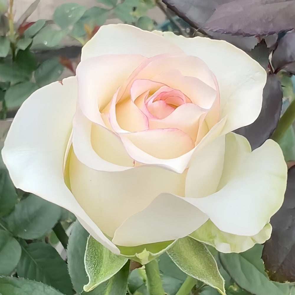 White Elsa Rose Plant|白艾莎 image 2