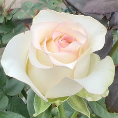 White Elsa Rose Plant|白艾莎 image 2