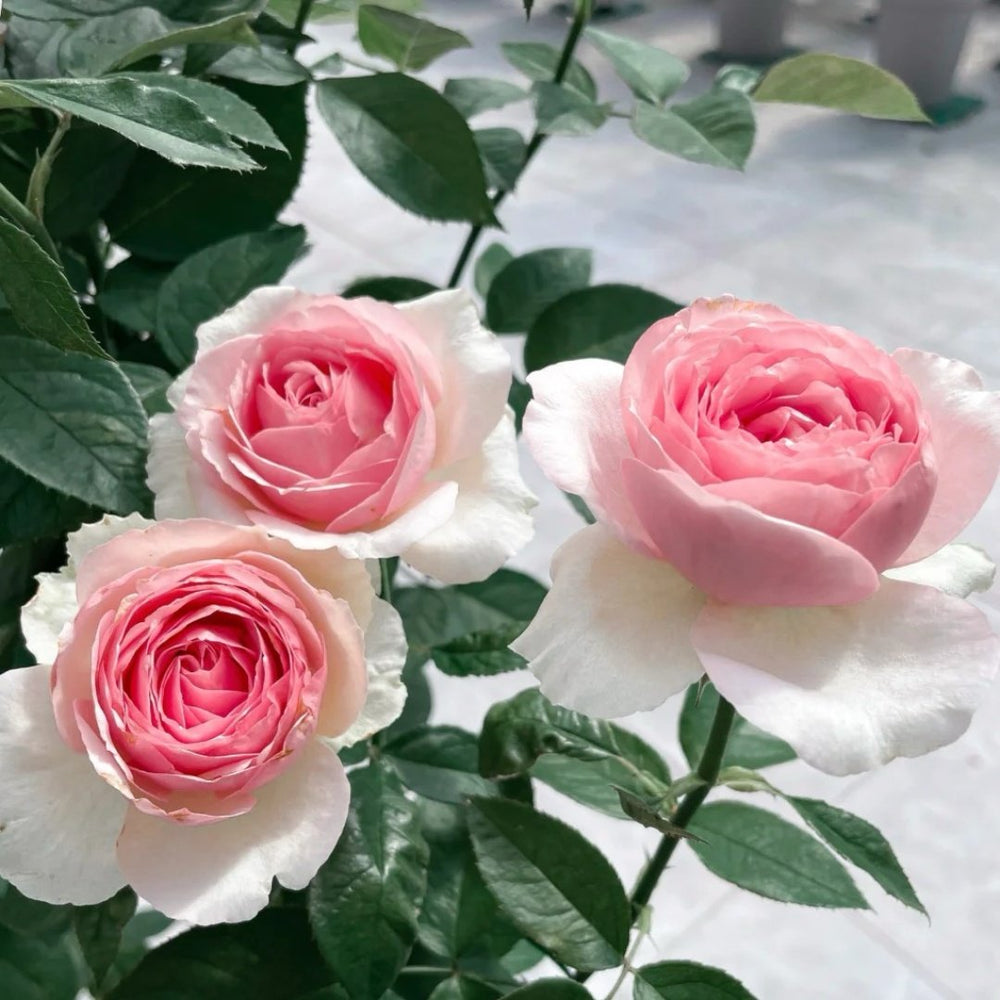 Dark Pink Monalisa Rose Plant | 深粉蒙娜丽莎 image 2