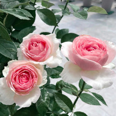 Dark Pink Monalisa Rose Plant | 深粉蒙娜丽莎 image 2
