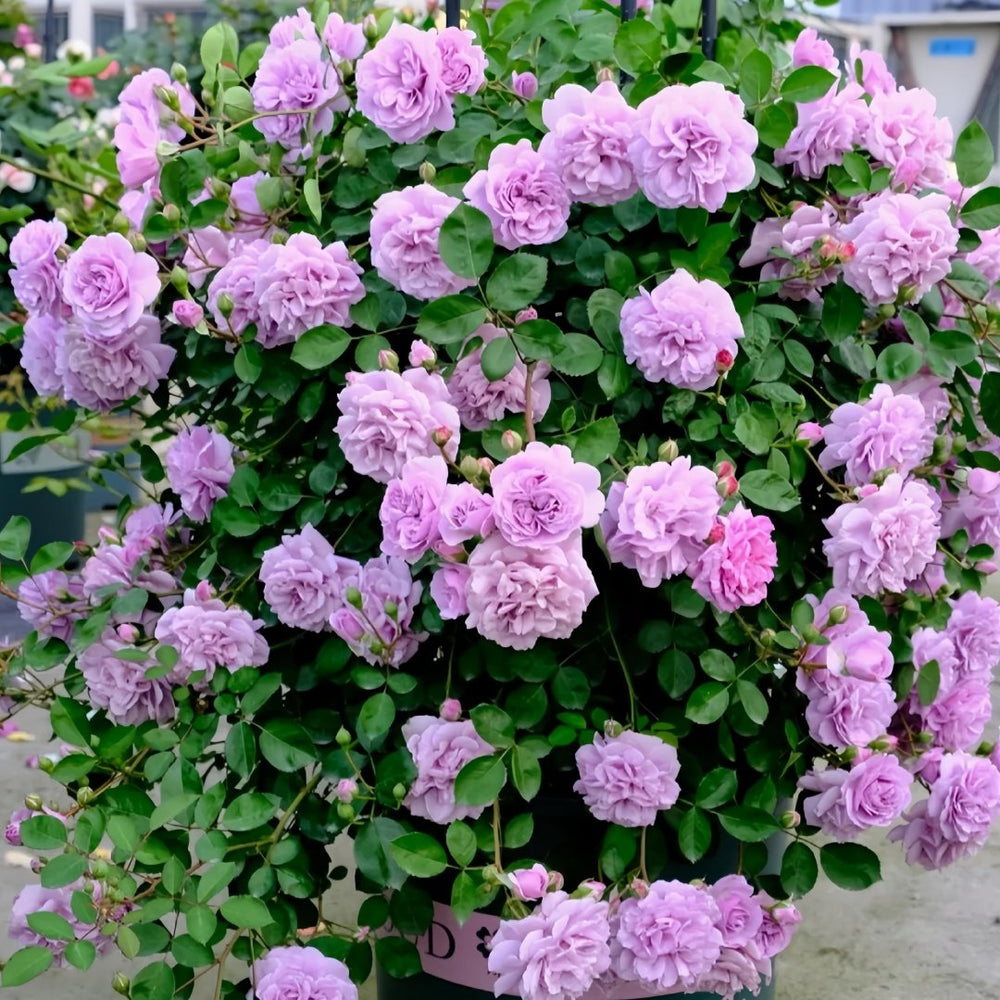Rainy Blue Rose Plant｜蓝色阴雨 image 2