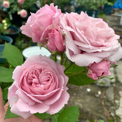 Roselyne Rose Plant｜罗斯丽娜 image 2