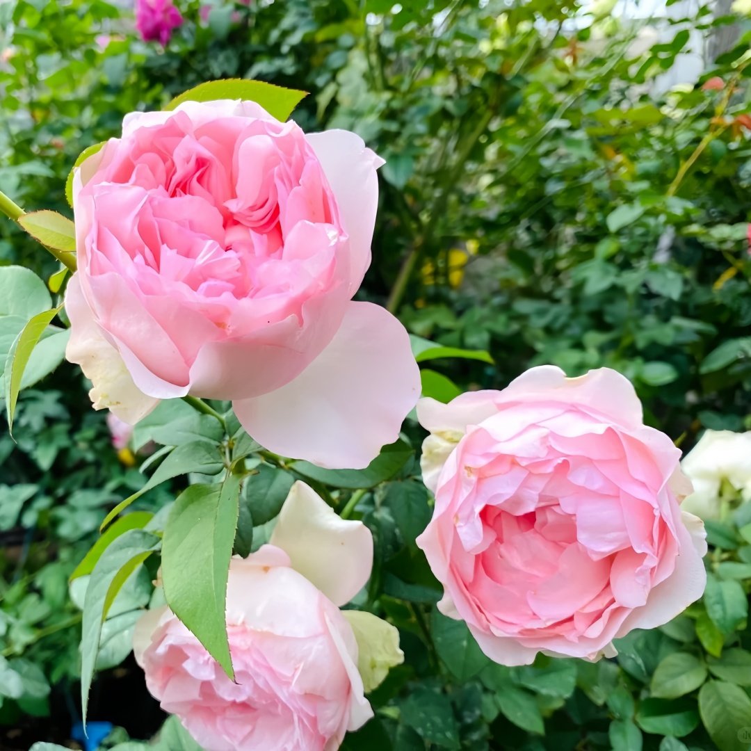Violino Riche Rose Plant|风采小提琴 image 4