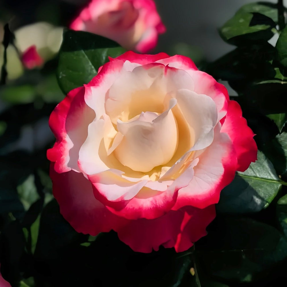 Nostalgie Rose Plant|乡愁 image 5