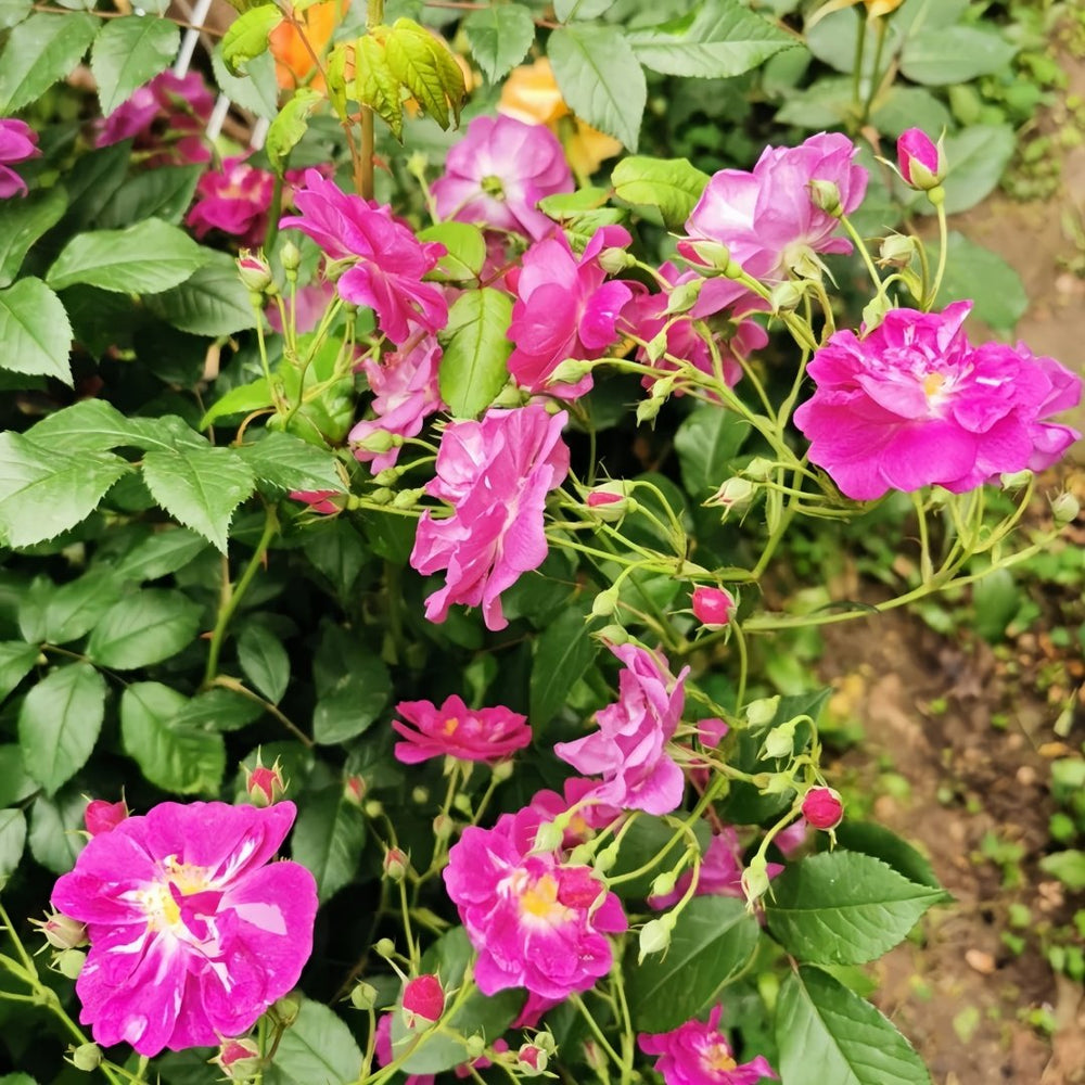 Purple Skyliner Rose Plant｜紫色客机 image 8