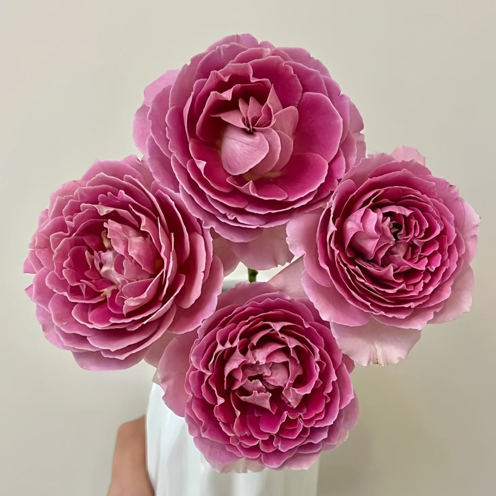 Fancy Rufle Rose Plant｜梦幻折边 image 9