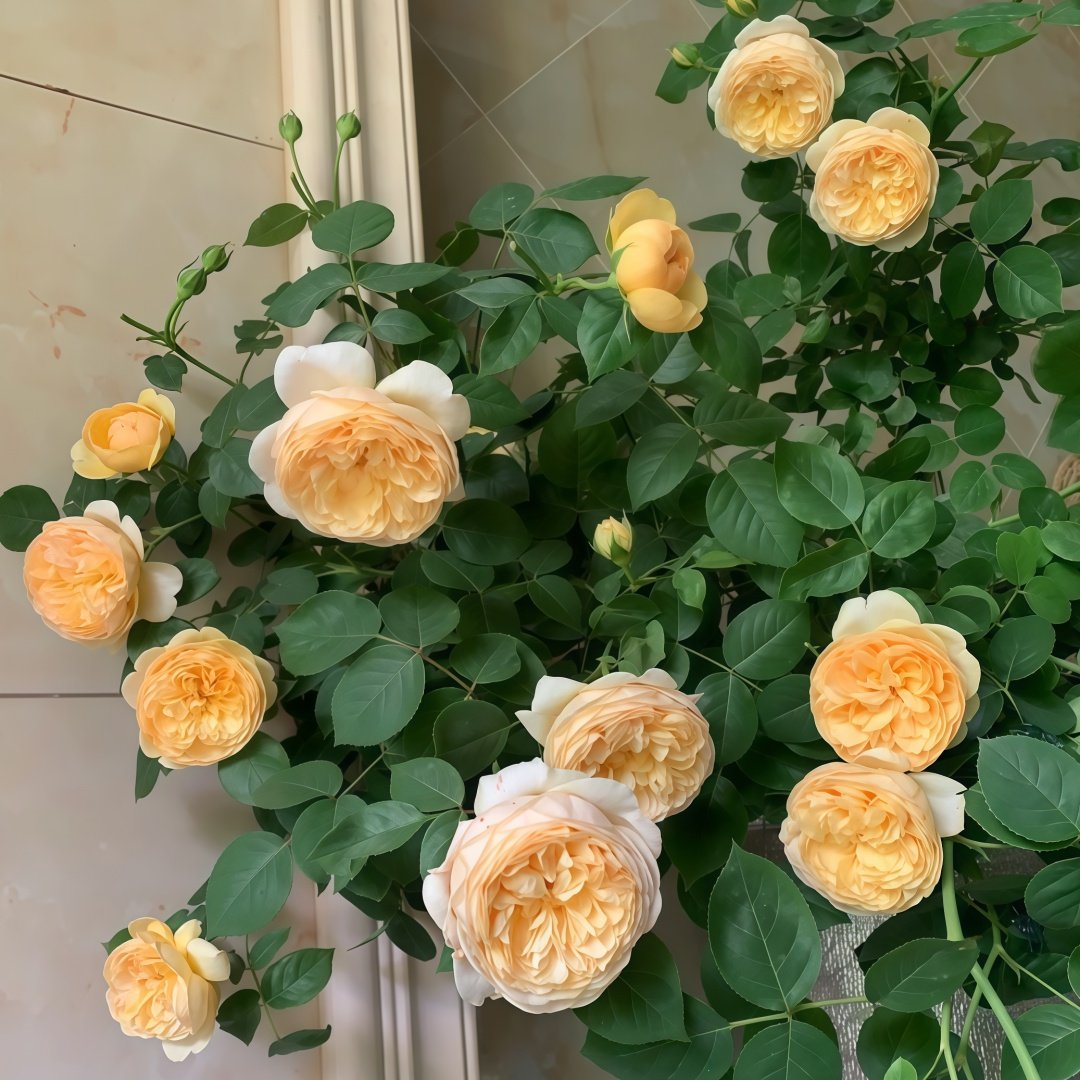 Bring me sunshine Rose Plant ｜阳光使者 image 9