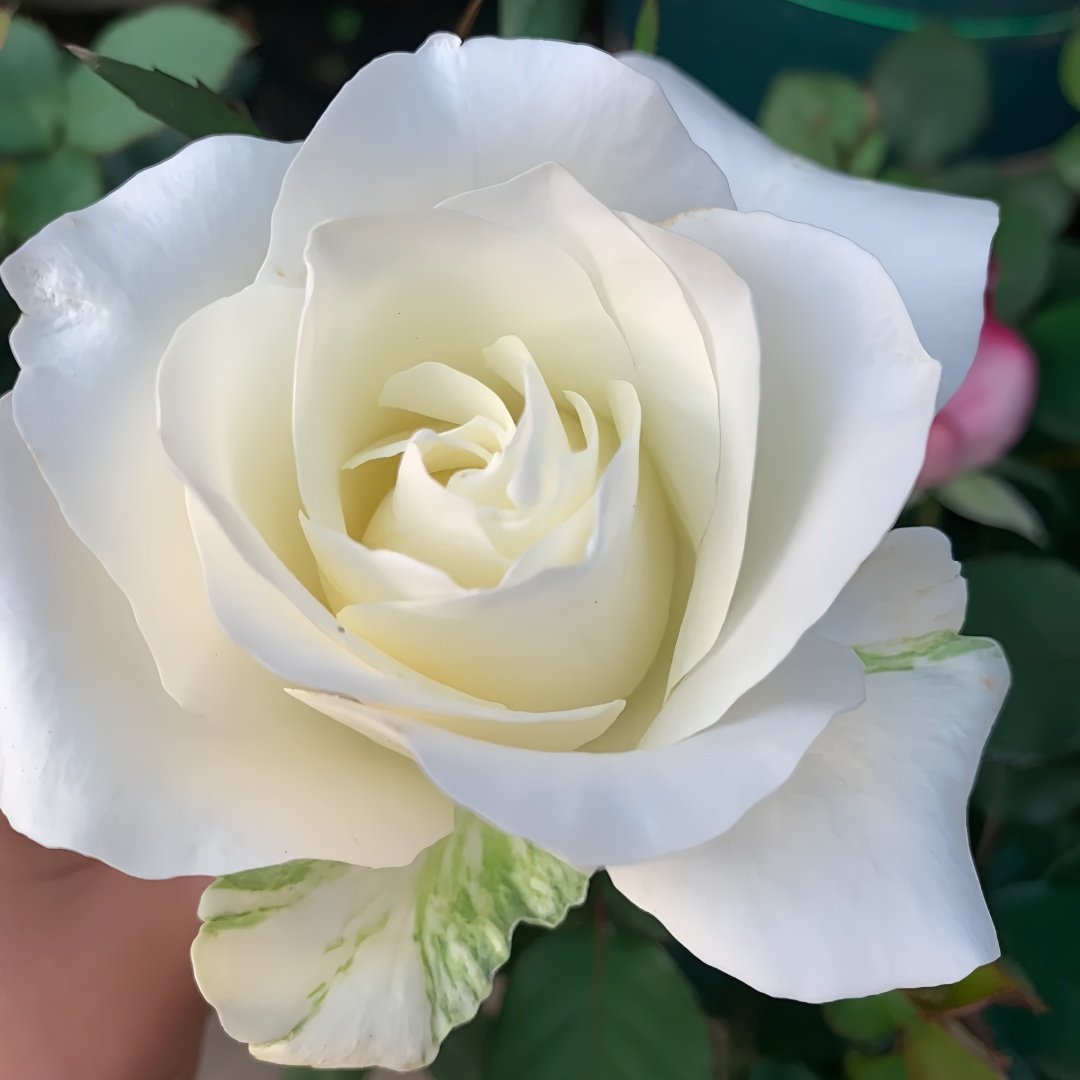 White Chocolate Rose Plant|白巧克力 image 8