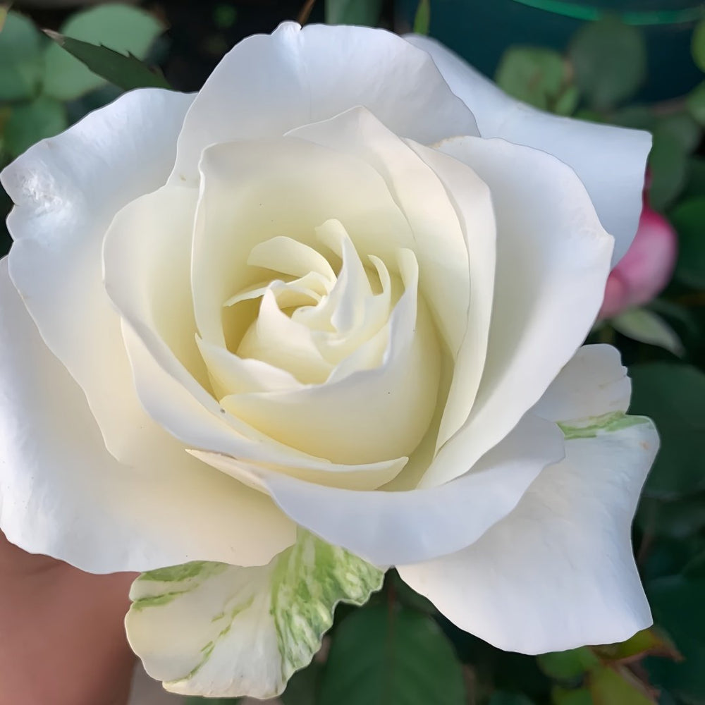White Chocolate Rose Plant|白巧克力 image 8